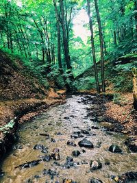 Stream passing through forest