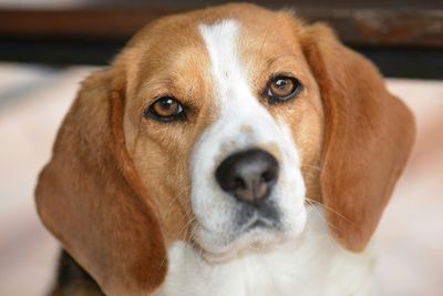 Close-up portrait of dog at home