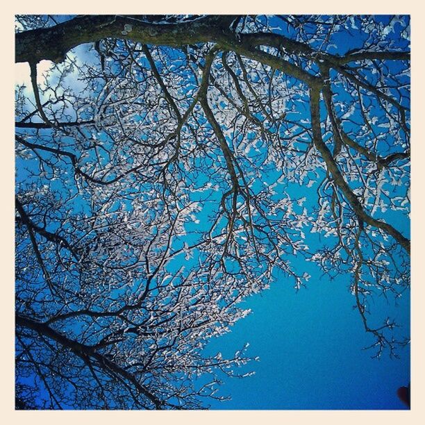 transfer print, low angle view, auto post production filter, branch, tree, blue, bare tree, nature, clear sky, growth, sky, beauty in nature, day, outdoors, no people, backgrounds, tranquility, full frame, high section, close-up