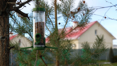 Close-up of plants hanging from wooden post in yard