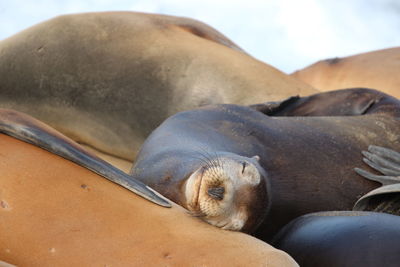 View of sea lion mammal animal sleeping