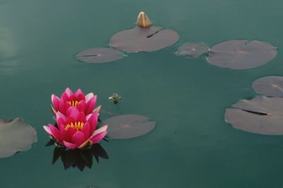 High angle view of pink water lilies in pond