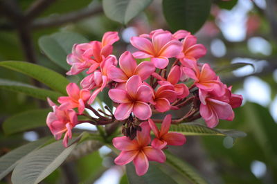 Close-up of pink flowering plant