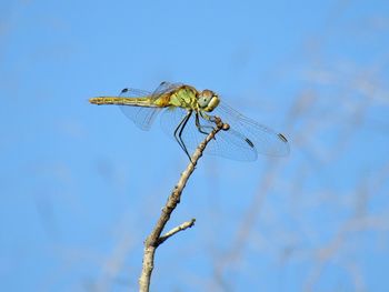 Close-up of dragonfly on plant against sky