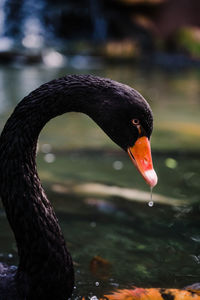 Close-up of swan swimming in lake