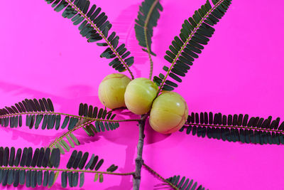 Close-up of fruit against pink background