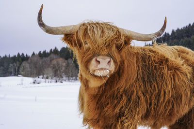 Big red highland cattle in winter 