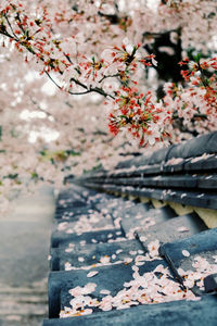 Cherry blossom tree during autumn