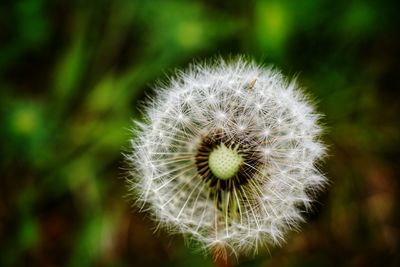 Close-up of dandelion flower