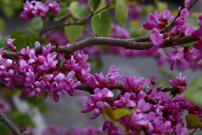 Close-up of cherry blossoms