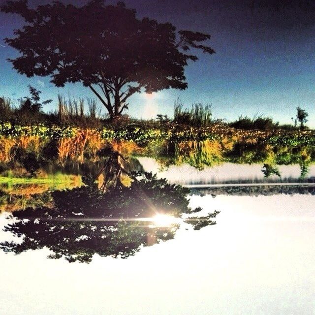 water, tree, reflection, tranquil scene, lake, tranquility, clear sky, scenics, beauty in nature, nature, sun, sunlight, growth, sky, river, grass, waterfront, standing water, idyllic, plant