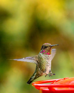 Close up of an anna's hummingbird landing on a feeder.