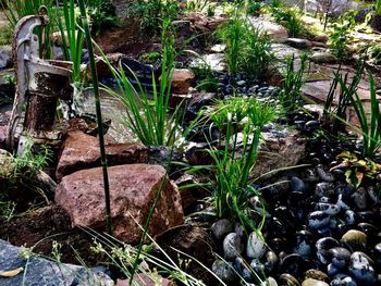 Close-up of plants