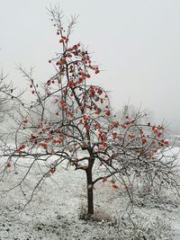 Low angle view of tree against sky during winter