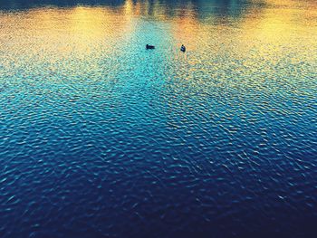 High angle view of bird swimming in lake