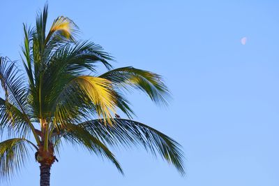 Low angle view of palm trees against blue sky