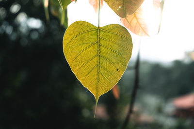 Close-up of yellow leaf against blurred background