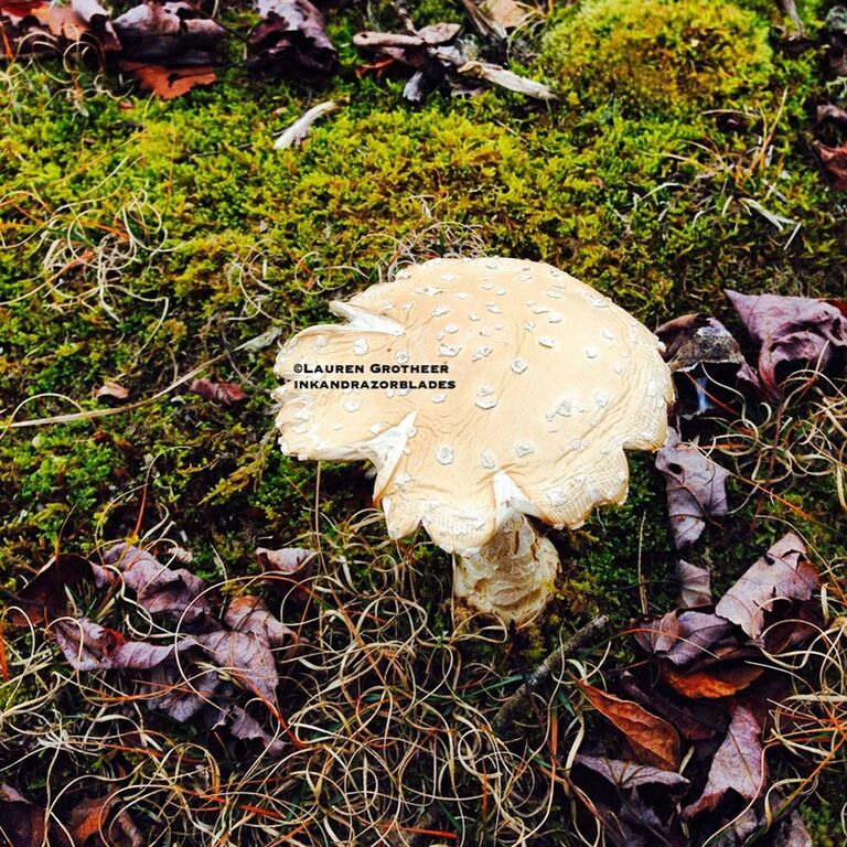 grass, high angle view, text, leaf, field, western script, communication, dry, nature, autumn, ground, fallen, growth, day, close-up, grassy, no people, plant, outdoors, abandoned