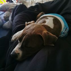 High angle view of dog sleeping on bed at home