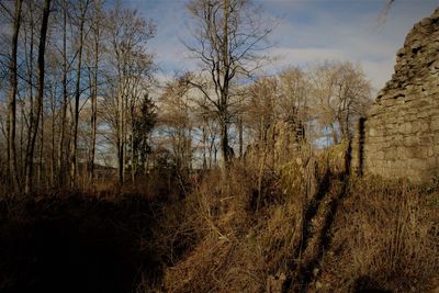 Close-up of reflection of bare trees in water