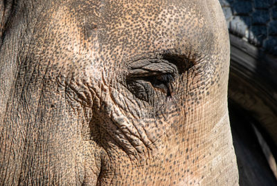 Close-up of elephant