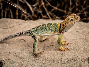 Close-up of a lizard on land