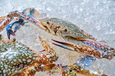 Colorful blue crabs on the ice in the market