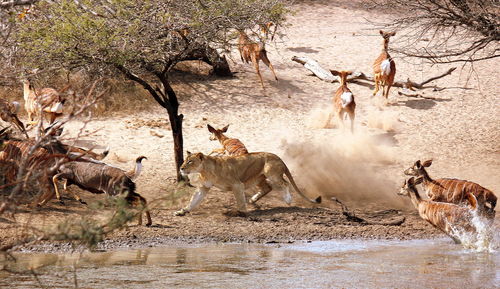 High angle view of mammals by lake