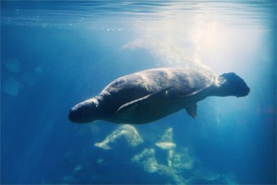 Close-up of fish swimming in sea