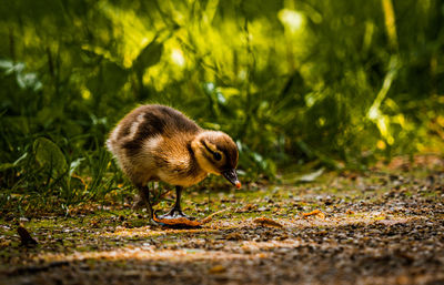 Duck in a field