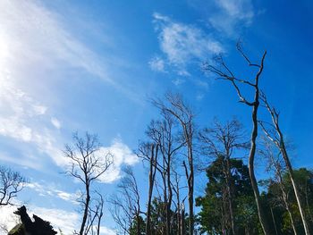 Low angle view of bare trees against blue sky