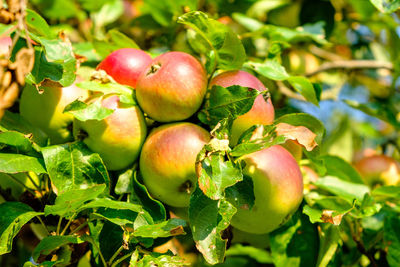 Close-up of apples on tree