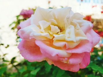 Close-up of pink rose blooming outdoors