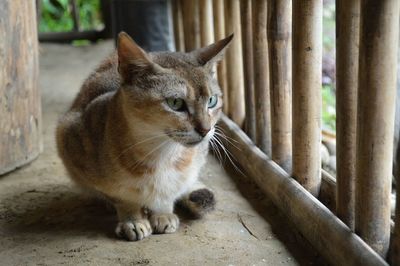 Cat looking away