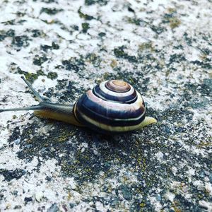 Close-up of snail on rock