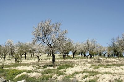 Trees growing in farm against sky