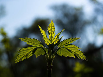 Close-up of fresh green leaves