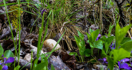 Close-up of plants in field