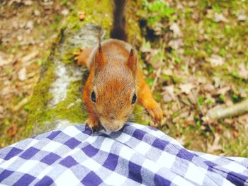High angle view of red squirrel by fabric