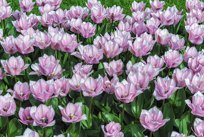 Close-up of pink flowering plants