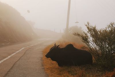 View of an animal on road