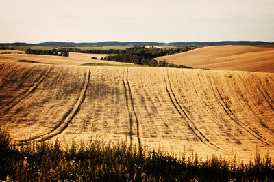 Scenic view of vineyard