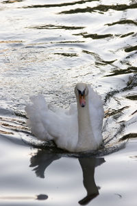 View of swan swimming in lake