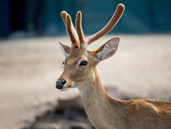 Close-up portrait of deer