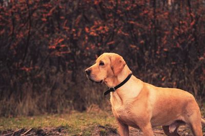 Dog sitting on autumn leaves