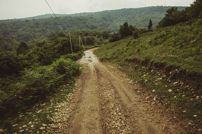 Road passing through forest