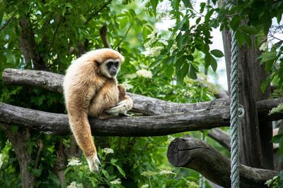 Monkey sitting on tree