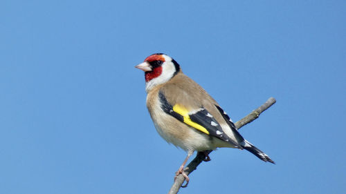 Low angle view of bird perching against clear blue sky