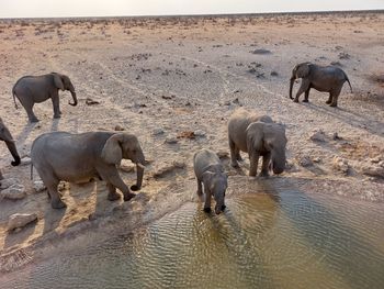 Wild drinking water