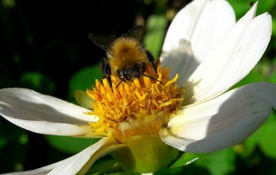 Close-up of bee pollinating on flower